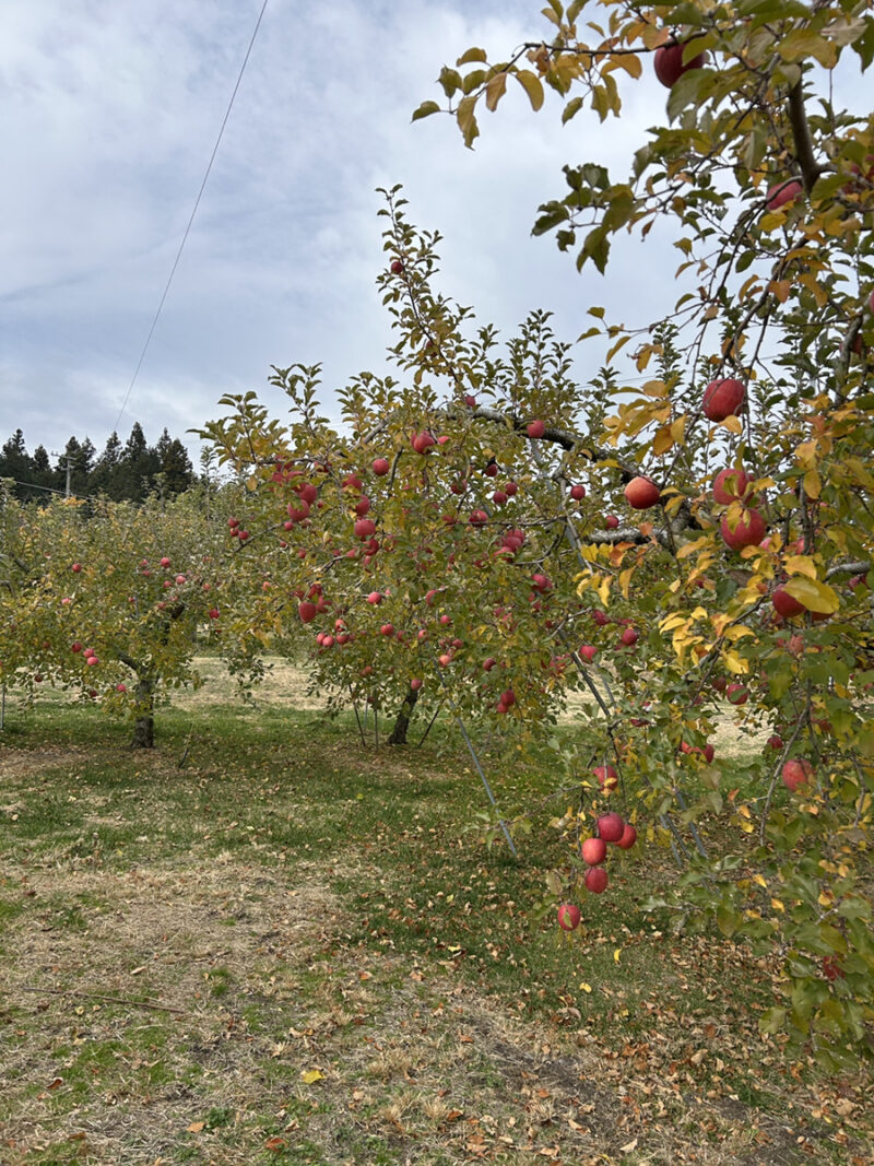 長野でのリンゴ狩り体験